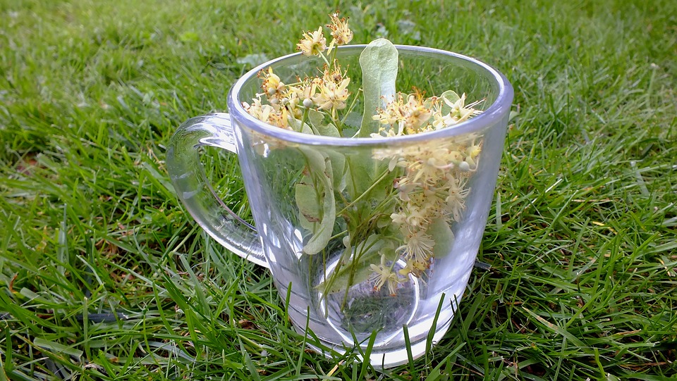 herbata z kwiatu lipy