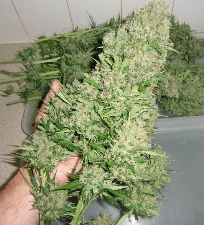 wyhodowane nasiona marihuany outdoor trzymane w dłoni